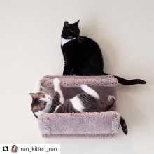 Two cats on wall mounted cat tube from CatsPlay.com