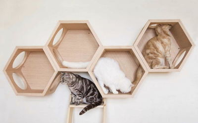 Different Types of Cat Wall Shelves