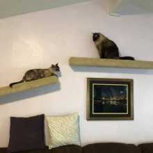 Cats climbing on cat ramps from CatsPlay Cat Furniture