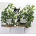 Canopy Curved Cat Wall Shelves with Leaves - Set of (2) CN001