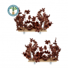 Canopy Rectangle Cat Wall Shelves with Leaves - DEEP PLUM - Set of (2)
