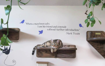 Accessorizing Your Cat Wall System
