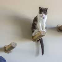 Sisal Step / Cat Scratching Post (wall mounted)